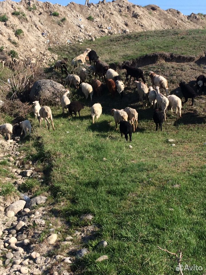 Овцы и ягнята купить на Зозу.ру - фотография № 2