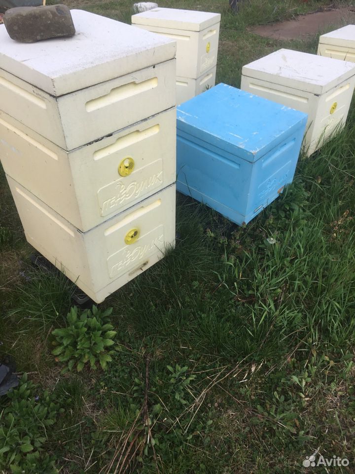 Улей с пчёлами купить на Зозу.ру - фотография № 2
