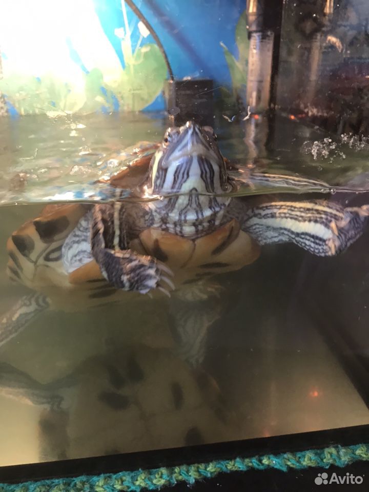 Черепаха краусноухая с аквариумом 60л купить на Зозу.ру - фотография № 1