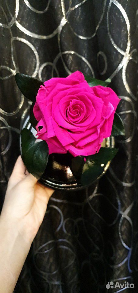 Живая роза в колбе купить на Зозу.ру - фотография № 5