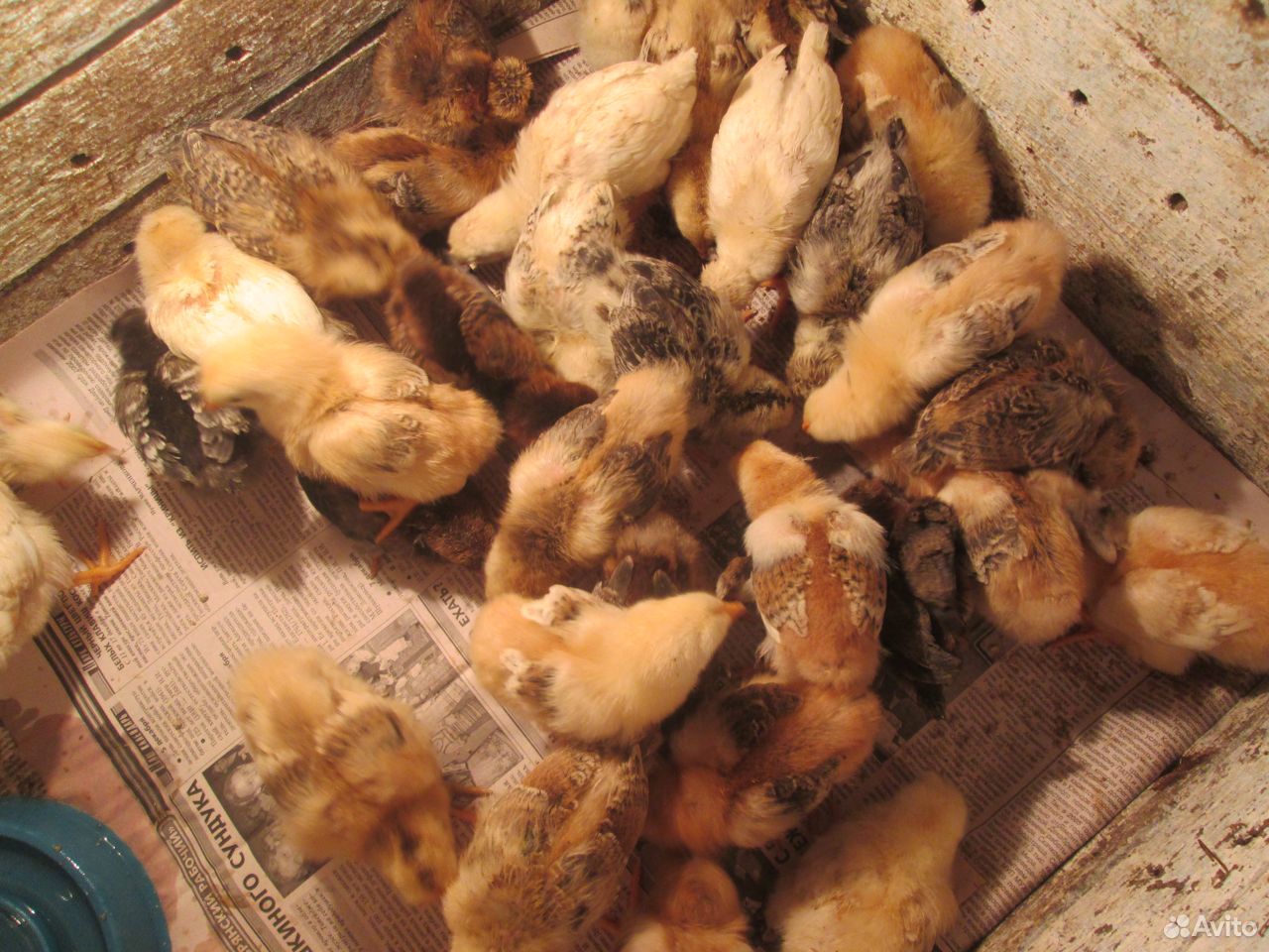 Домашние цыплята курочки-несушки купить на Зозу.ру - фотография № 2