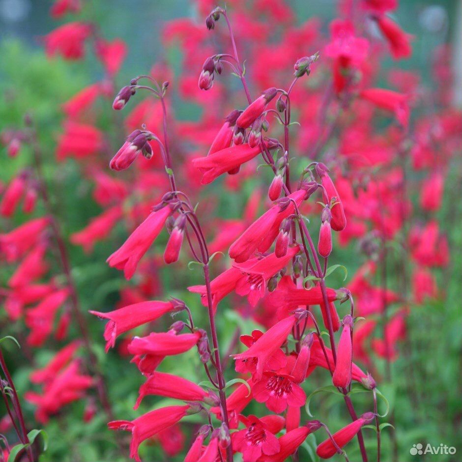 Многолетние цветы много разных купить на Зозу.ру - фотография № 10