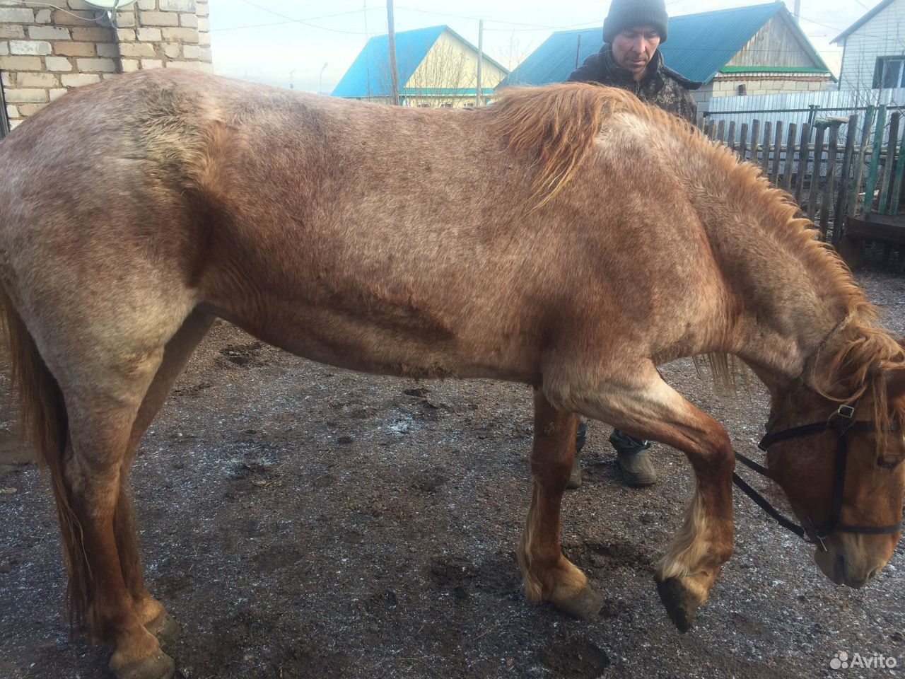 Продается лошадь кобыла 3 годовалая купить на Зозу.ру - фотография № 1