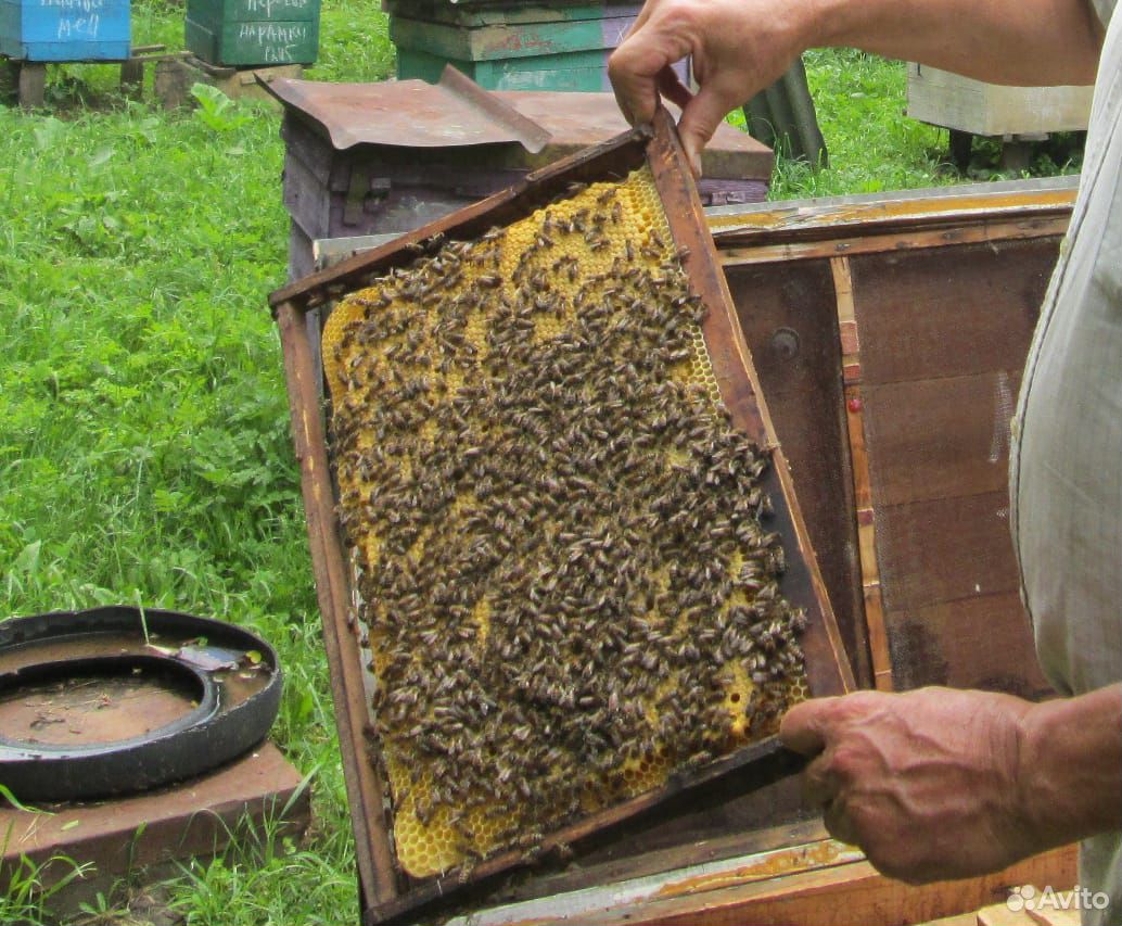 Продаются пчелопакеты купить на Зозу.ру - фотография № 1