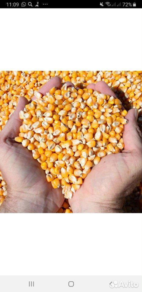 Продам кукурузу зерно купить на Зозу.ру - фотография № 1