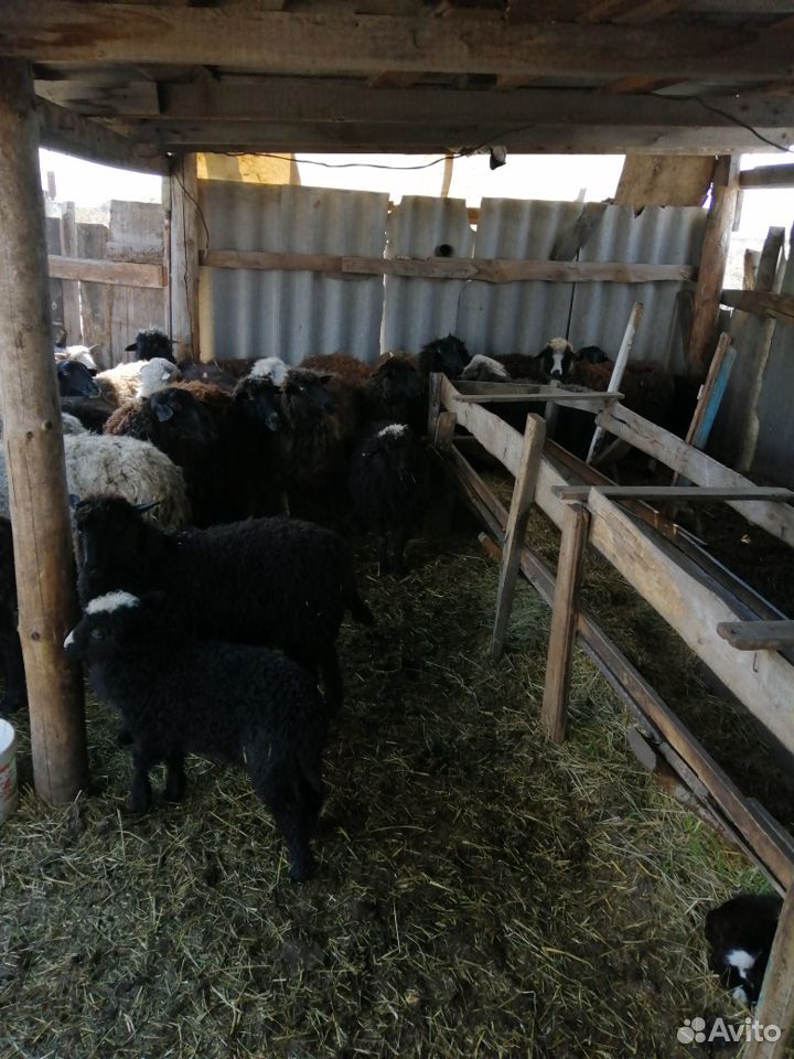 Овцы породистые купить на Зозу.ру - фотография № 4