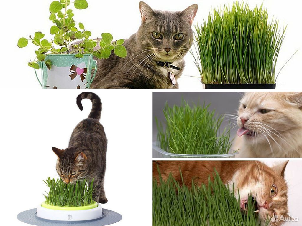 Как избавиться от кошек на участке. Трава Кошачья пырей. Травка для котов. Кот на травке. Трава для кошек пророщенная.