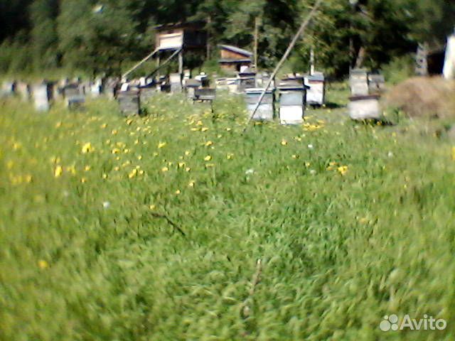 Пчелопакеты.пчелы на высадку с пасеки купить на Зозу.ру - фотография № 1