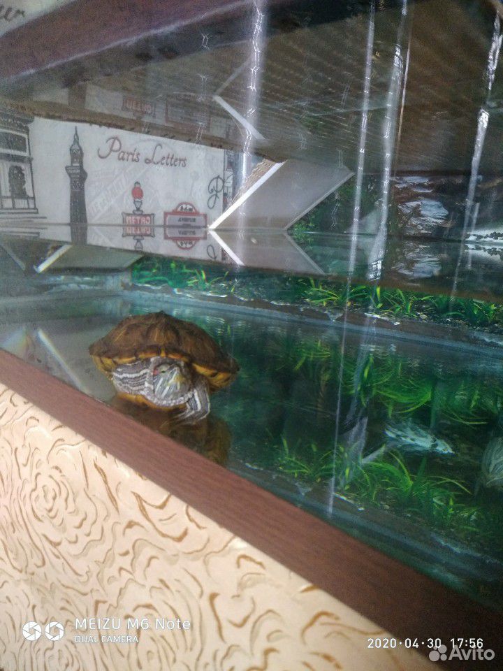 Продам красноухих черепах купить на Зозу.ру - фотография № 3