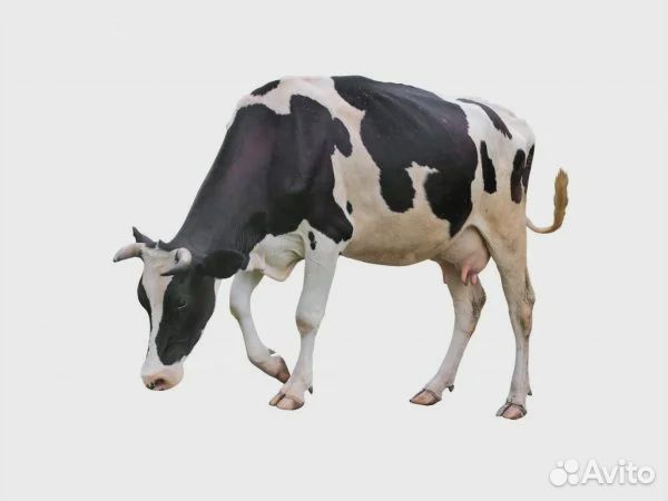 Корова и телка купить на Зозу.ру - фотография № 1