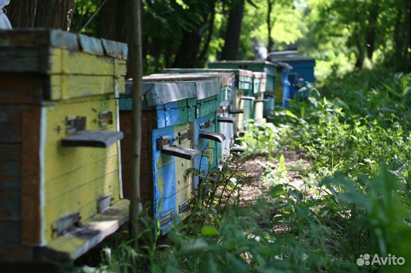 Ульи с пчёлами купить на Зозу.ру - фотография № 2