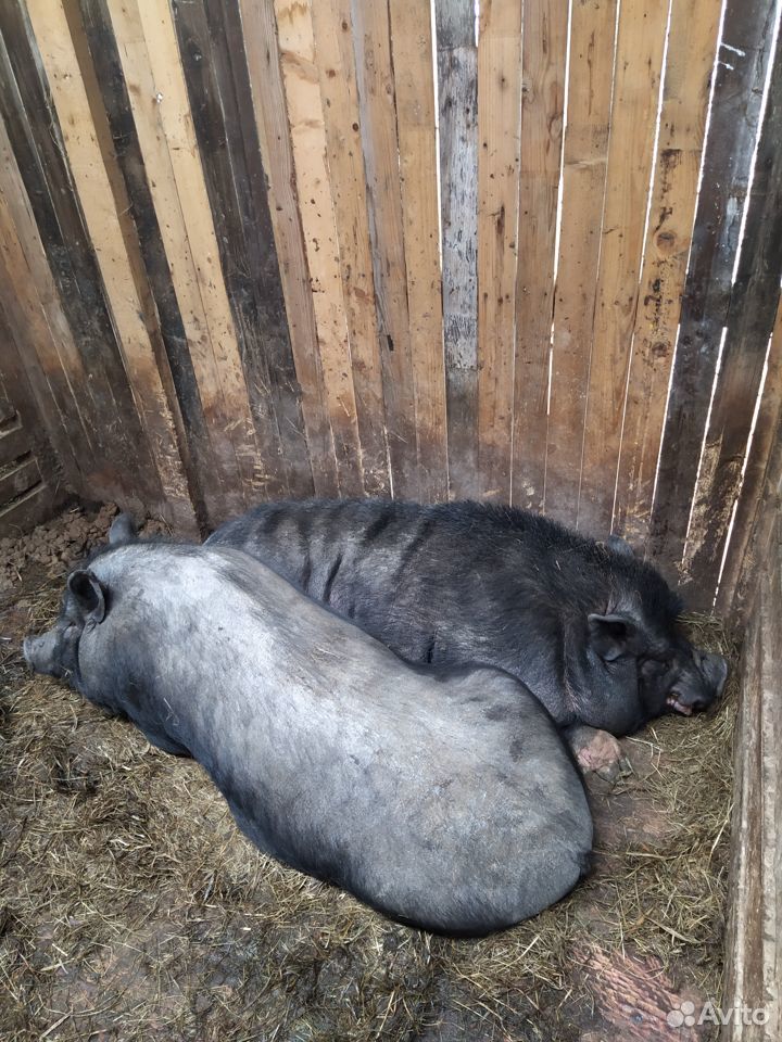 Вьетнамские свиньи, козлята купить на Зозу.ру - фотография № 1