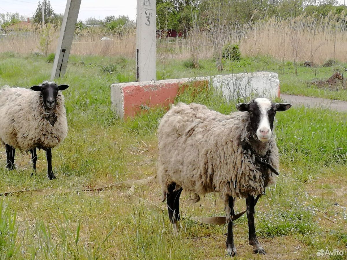 Баран Дорпер и Романовские овцы купить на Зозу.ру - фотография № 3