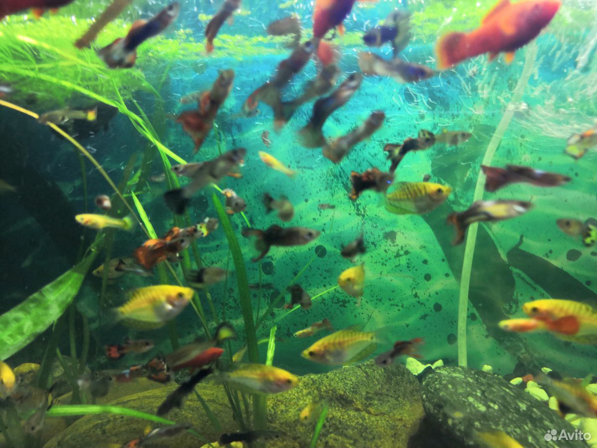 Рыбки аквариумные купить на Зозу.ру - фотография № 7