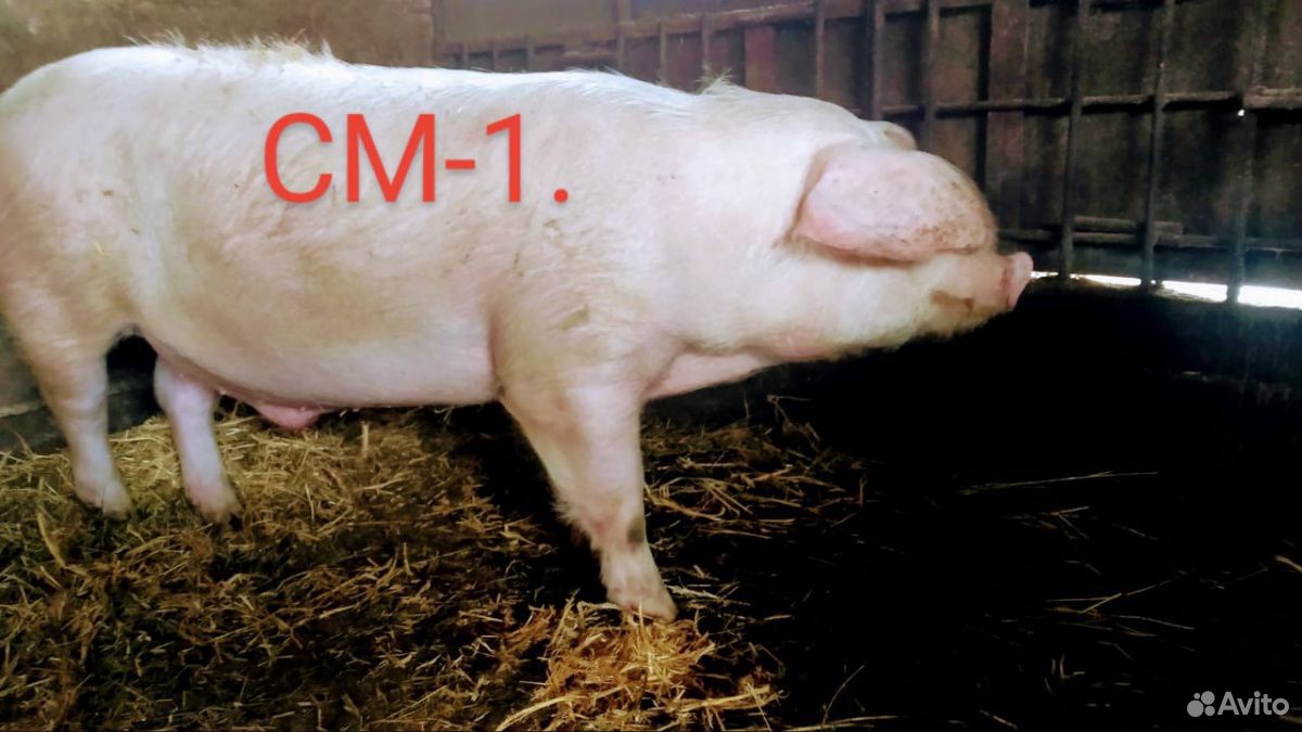 Покрытие свиньи. Порода свиней м1. Скороспелая мясная порода свиней. Скороспелая мясная порода свиней см-1. Поросята см1.