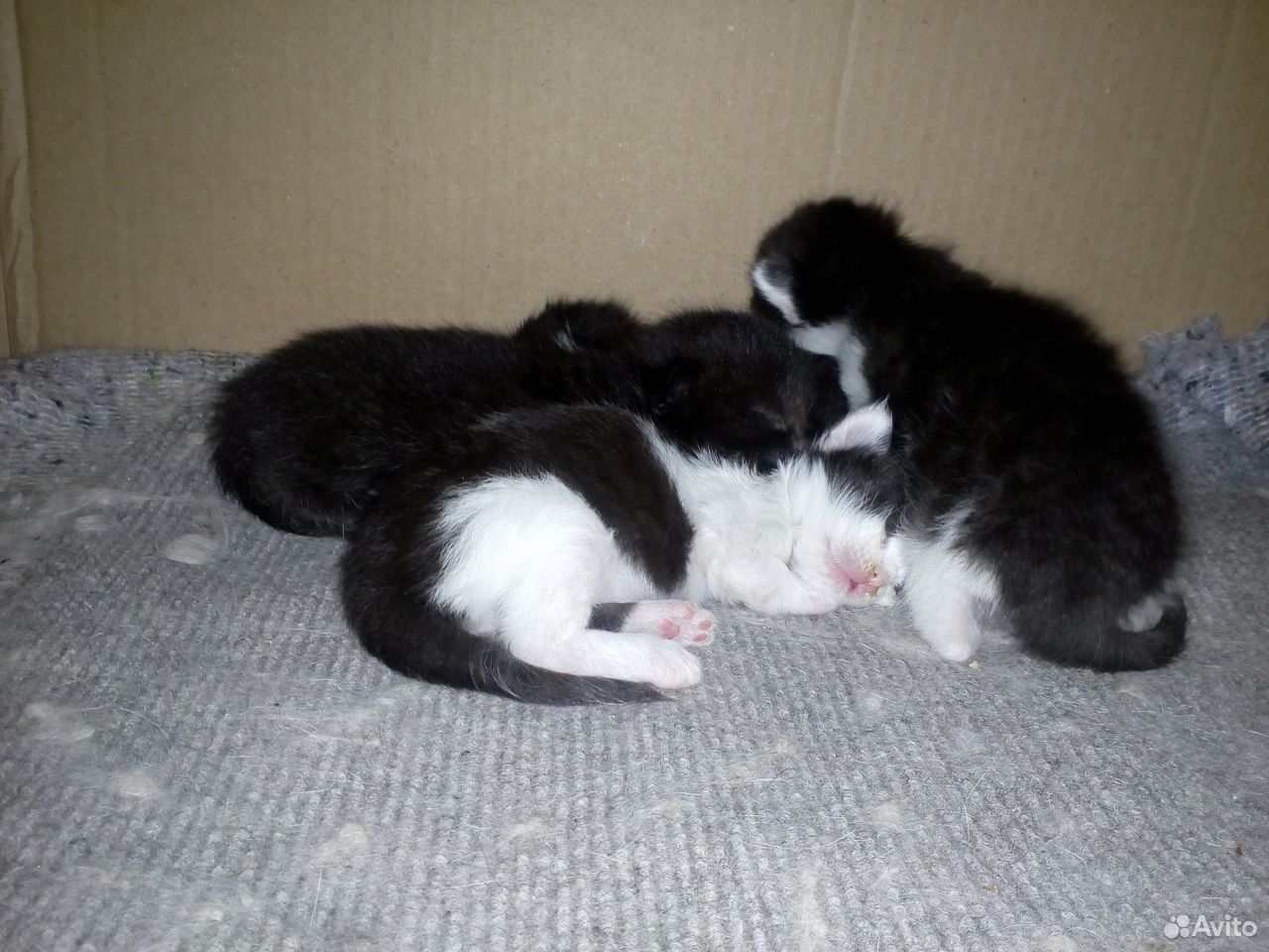 3 котенка купить на Зозу.ру - фотография № 1