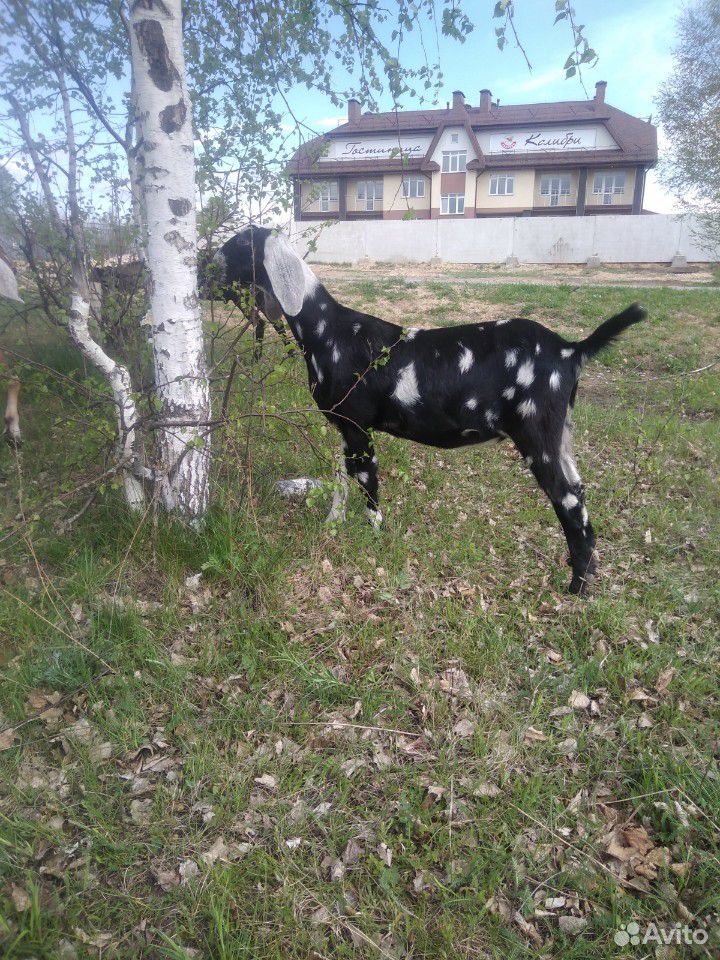Коза нубийская100(adga) купить на Зозу.ру - фотография № 1