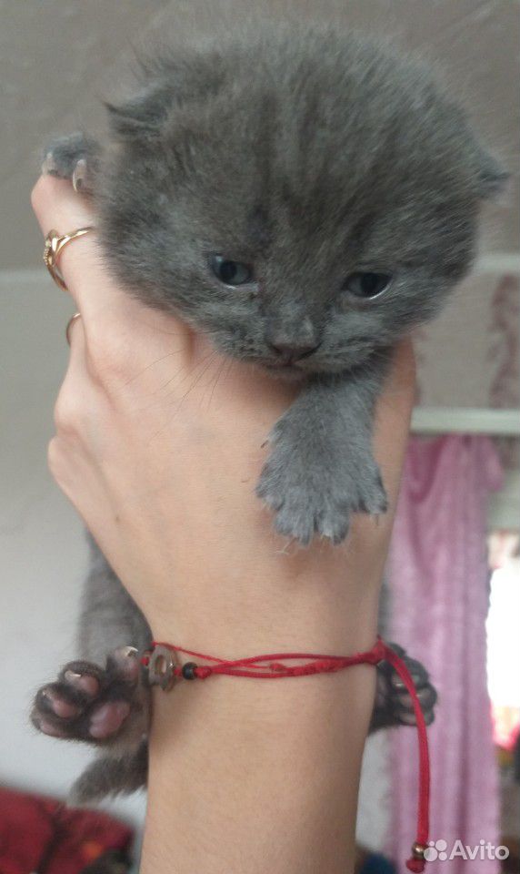 Продаётся породистый котёнок купить на Зозу.ру - фотография № 1