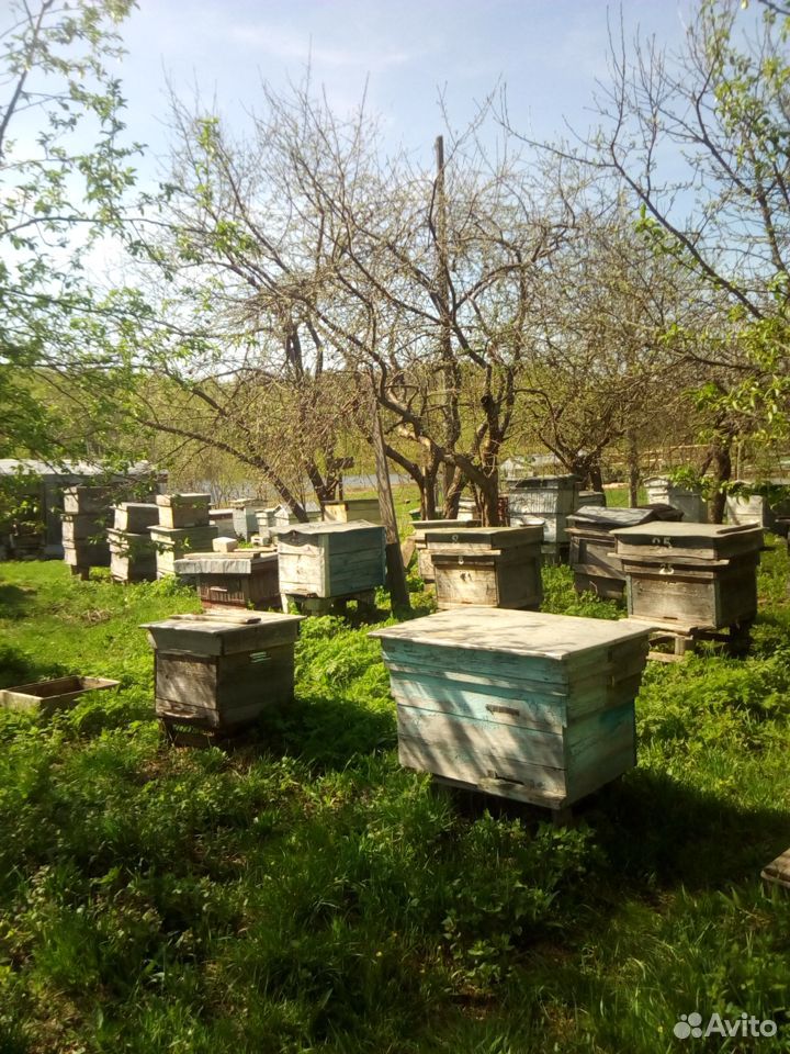 Пчелы купить на Зозу.ру - фотография № 9