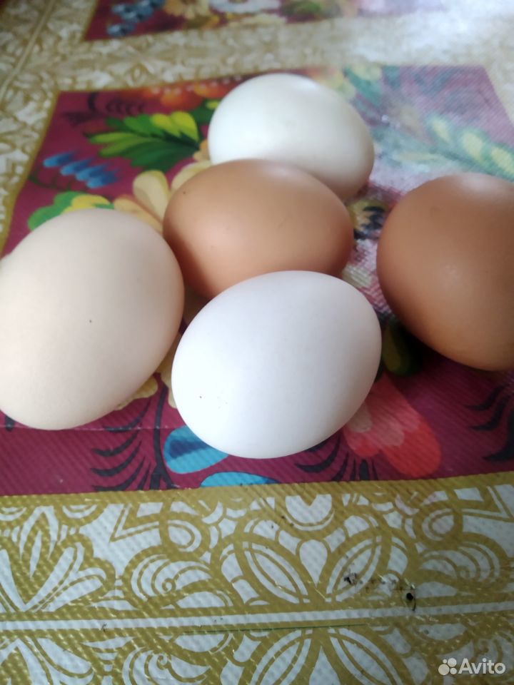 Домашние яйца цена 80 р купить на Зозу.ру - фотография № 1