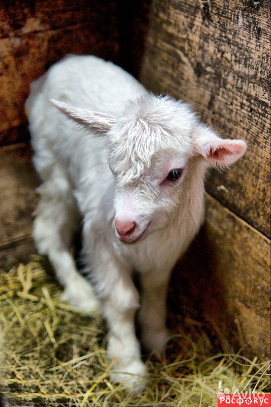 Козлята от 4.5 литровой козы купить на Зозу.ру - фотография № 1