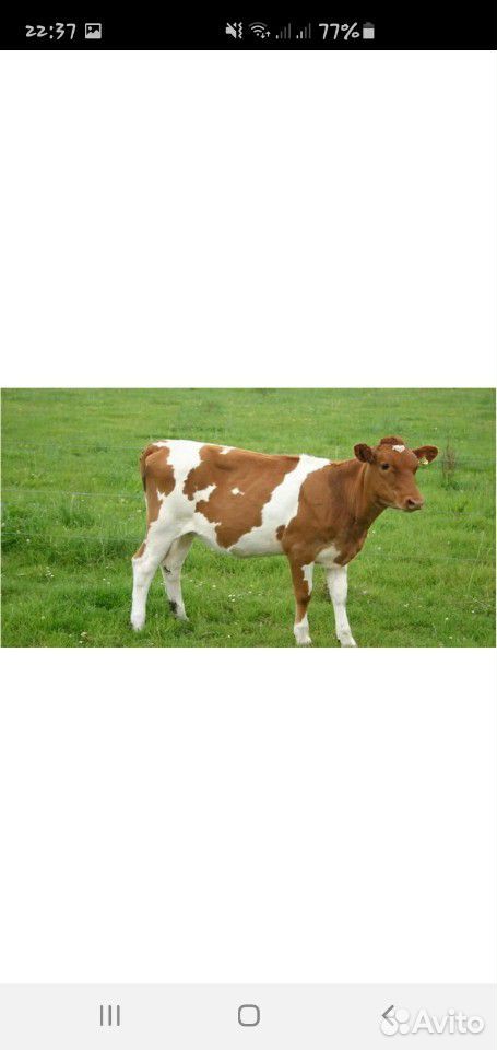 Айроширская молочная корова и телёнок(3 мес.) купить на Зозу.ру - фотография № 2