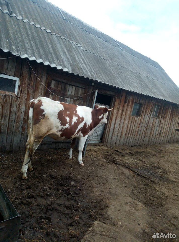 Корова (нетель) купить на Зозу.ру - фотография № 1