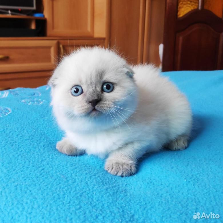 Вислоухие Котята Цена И Фото Без Документов