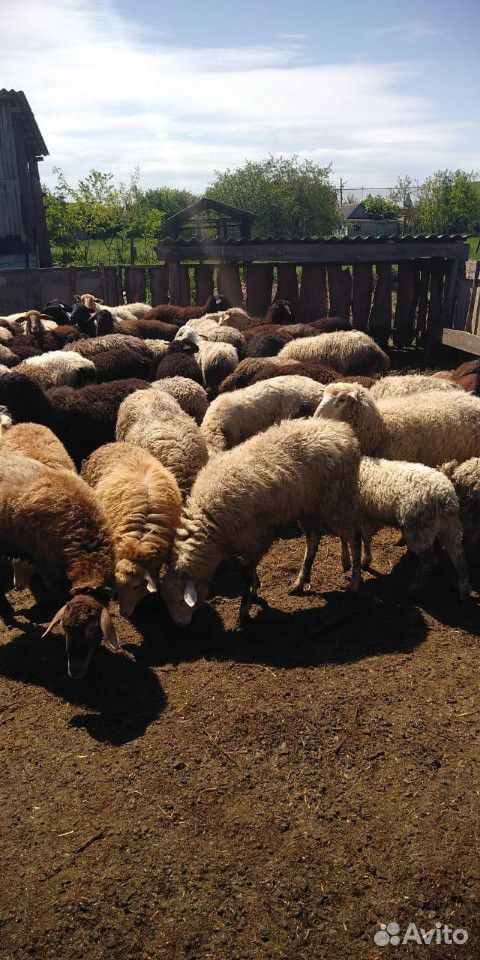 Овце матки купить на Зозу.ру - фотография № 2