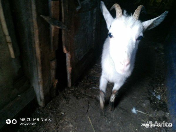 Продаю козу купить на Зозу.ру - фотография № 1