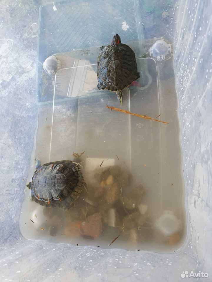 Черепахи красноухие купить на Зозу.ру - фотография № 1