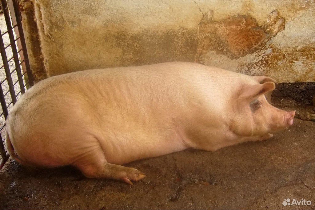 Продам супоросную свиноматку в Камешкирском районе купить на Зозу.ру - фотография № 1