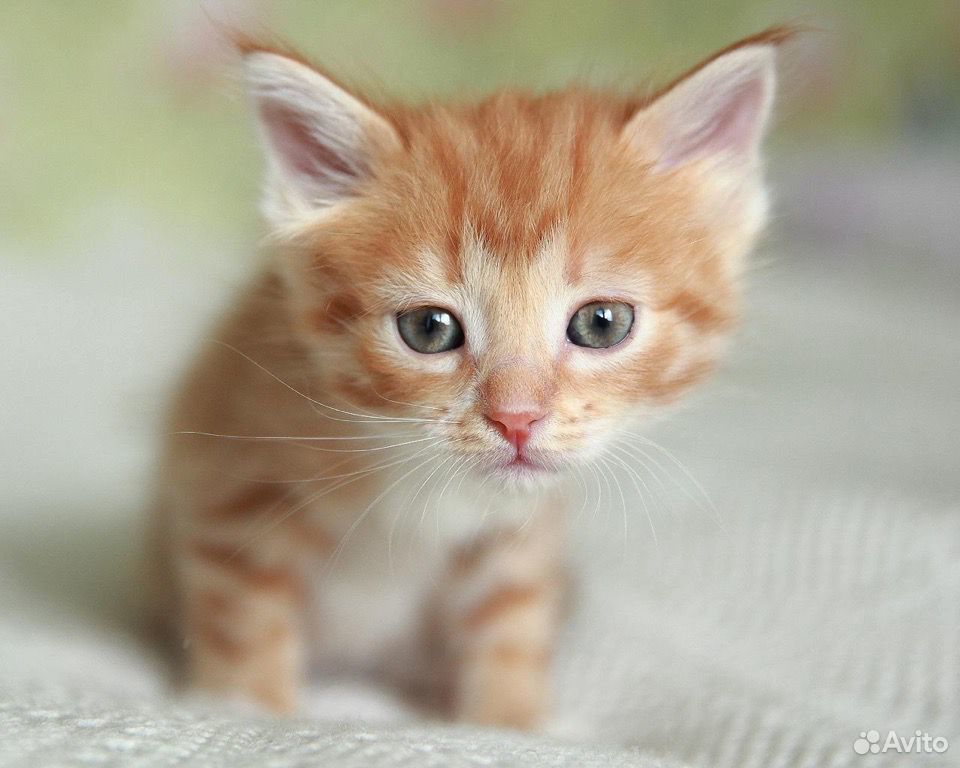Рыжие котята купить на Зозу.ру - фотография № 1