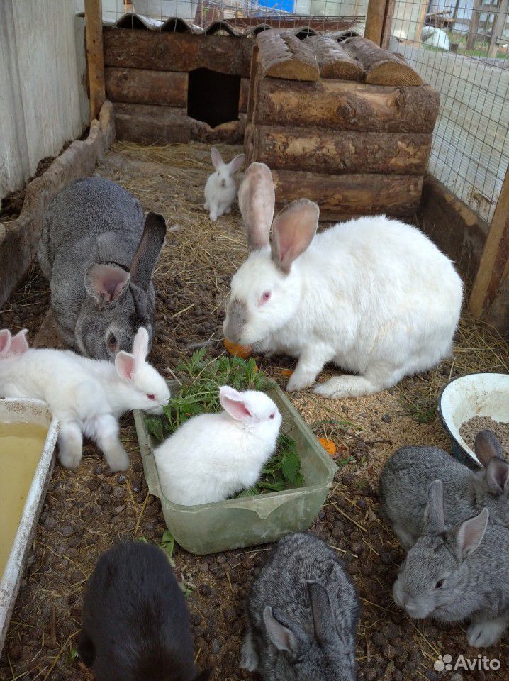 Продам кроликов 1,5-2 мес купить на Зозу.ру - фотография № 3