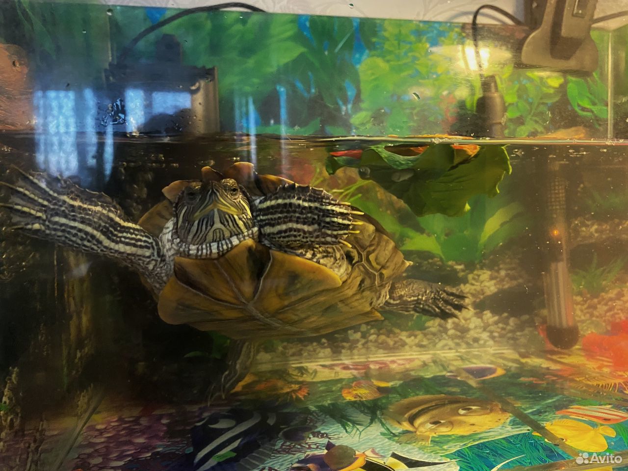 Продам морскую красноухую черепаху купить на Зозу.ру - фотография № 1