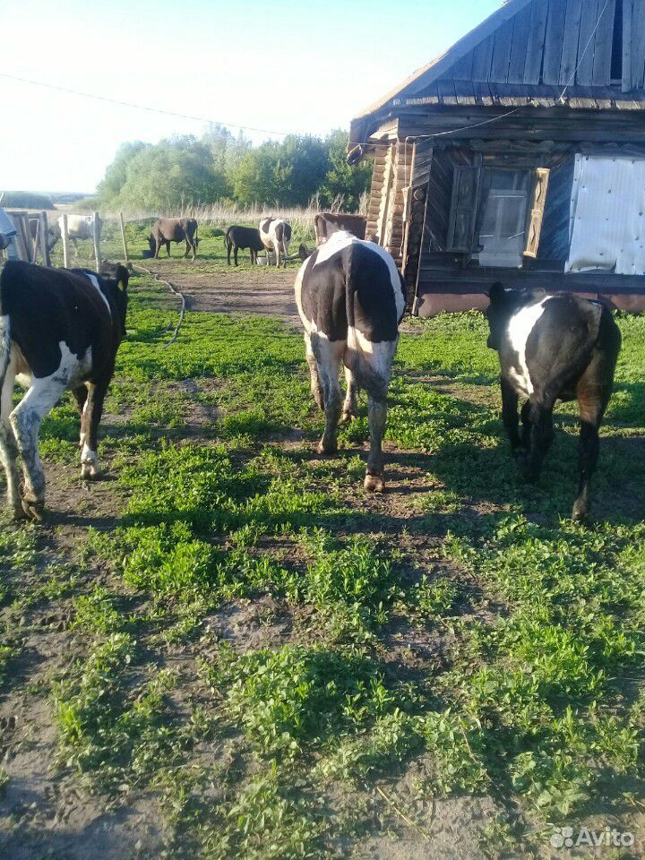Коровы,быки,телки) купить на Зозу.ру - фотография № 3