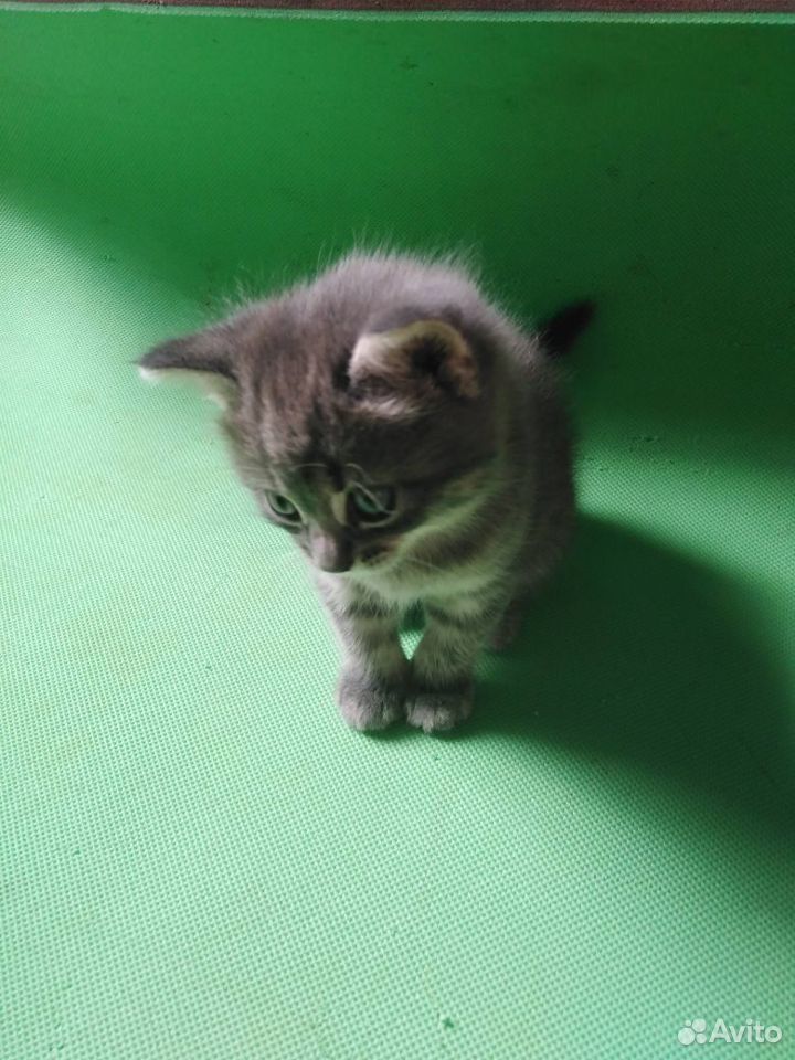 Британские котята купить на Зозу.ру - фотография № 5