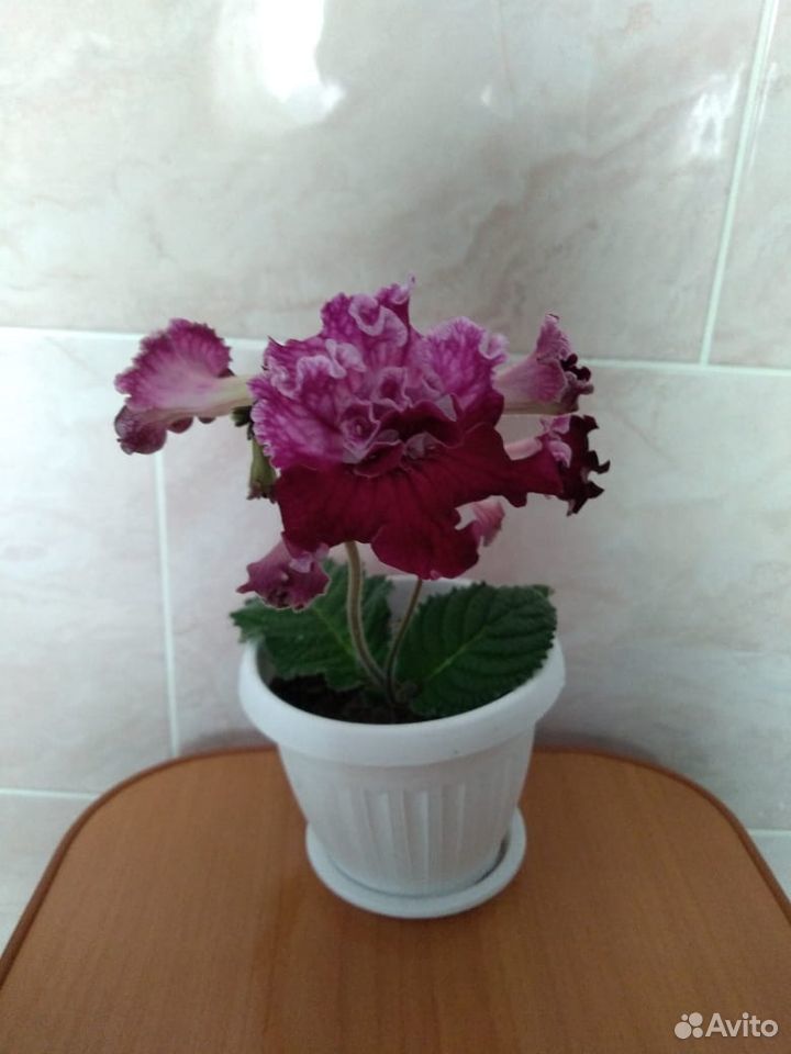 Комнатные цветы купить на Зозу.ру - фотография № 1