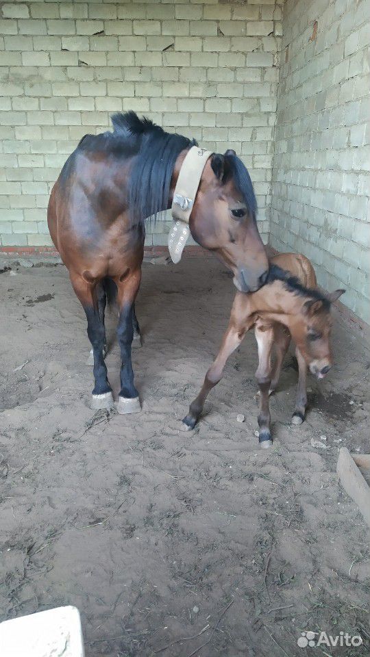Лошадь и жеребенок (жеребчик), и бычок Абердин анг купить на Зозу.ру - фотография № 4