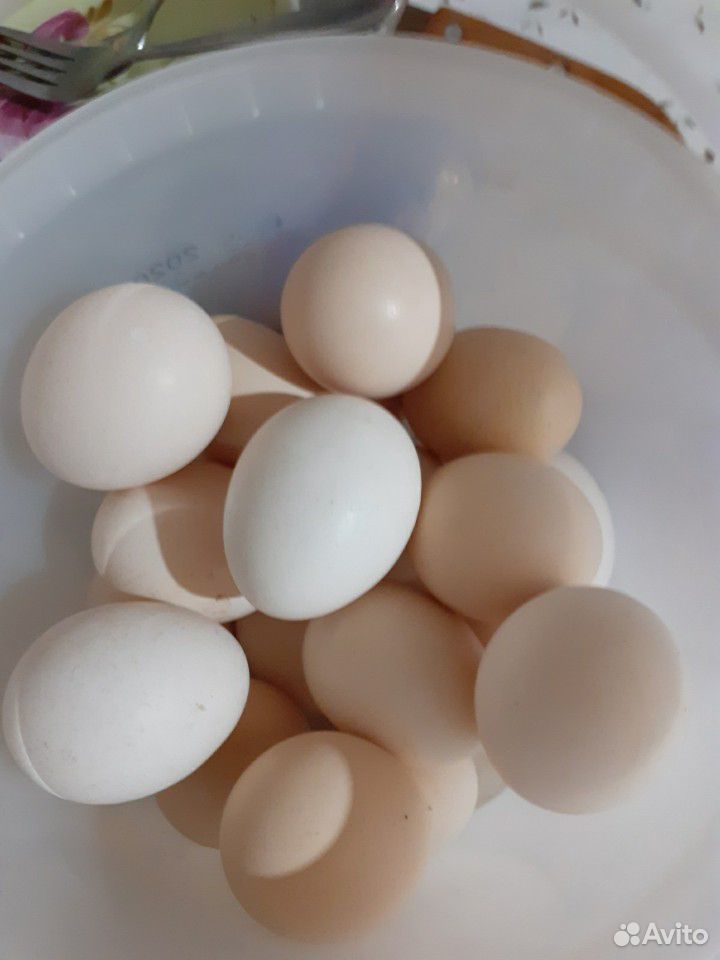Яйца бойцовые породы купить на Зозу.ру - фотография № 3