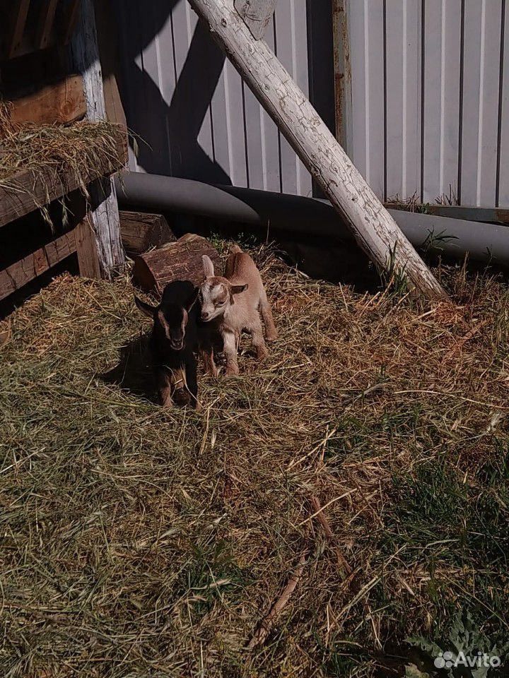 Камерунская коза с козлятами купить на Зозу.ру - фотография № 3
