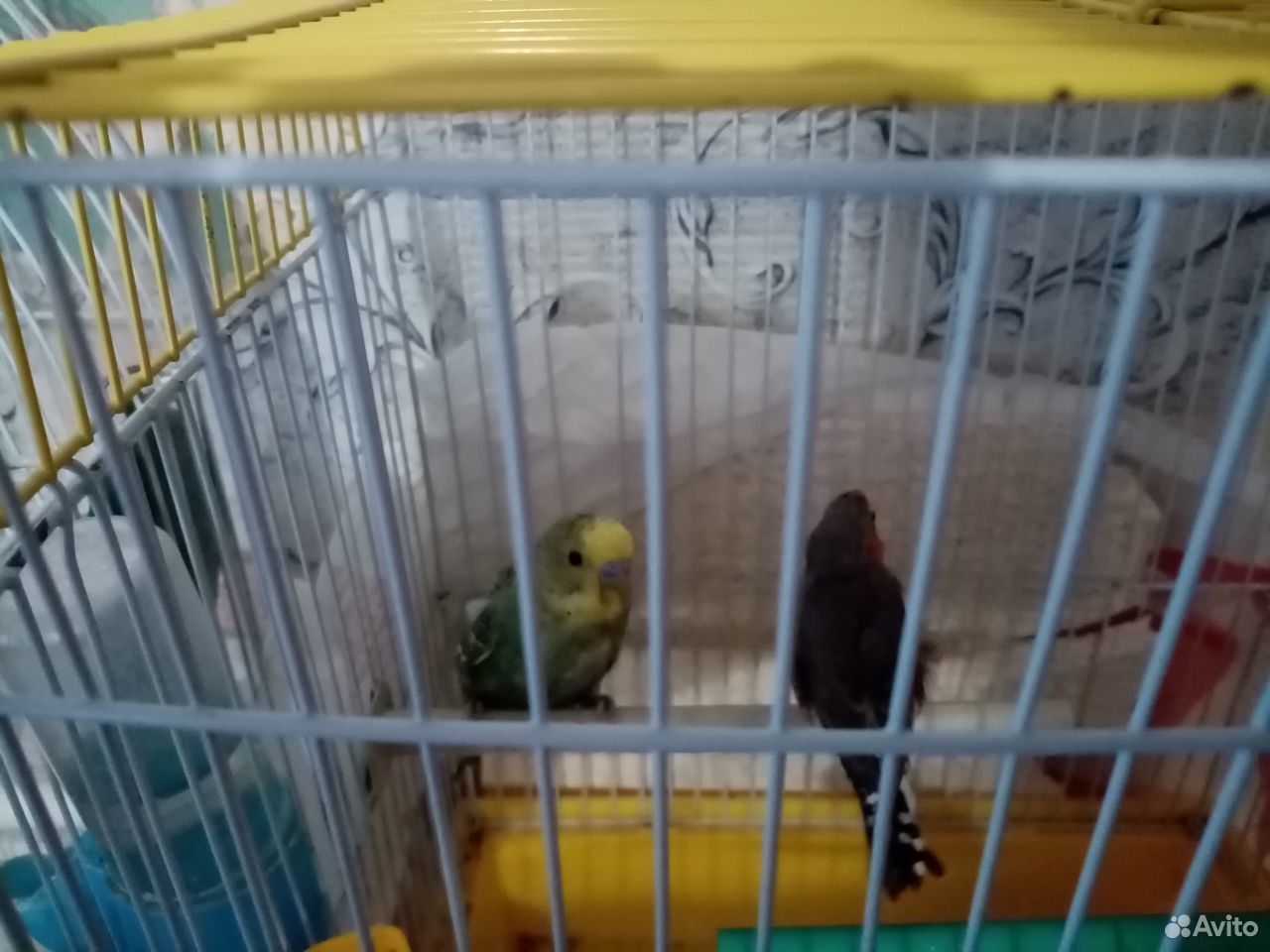 Самец волнистого попугая купить на Зозу.ру - фотография № 1