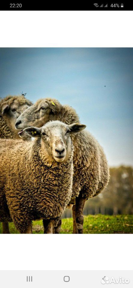 Нива обмен на овец купить на Зозу.ру - фотография № 1