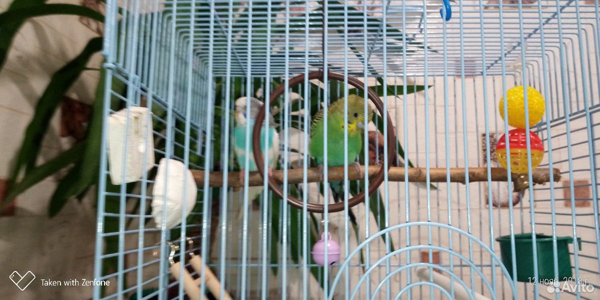 Продам попугаев с клеткой купить на Зозу.ру - фотография № 2