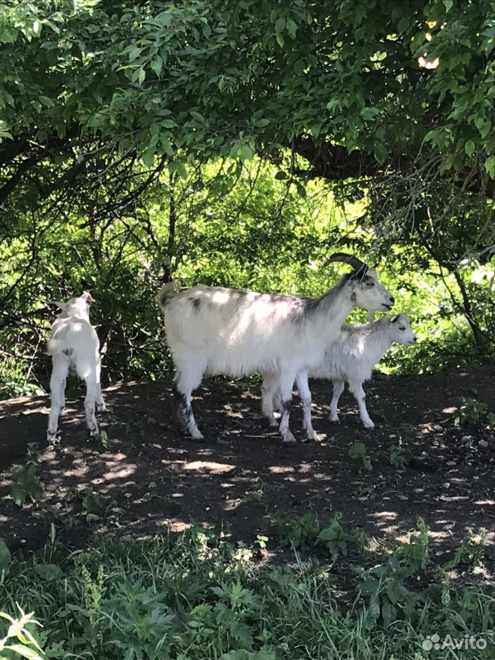 Коза с двумя козачками обе самки купить на Зозу.ру - фотография № 2