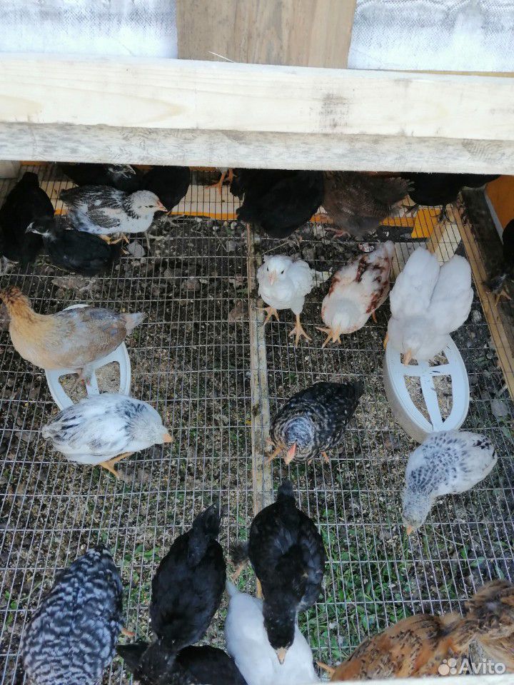 Цыплята от домашних курей купить на Зозу.ру - фотография № 1