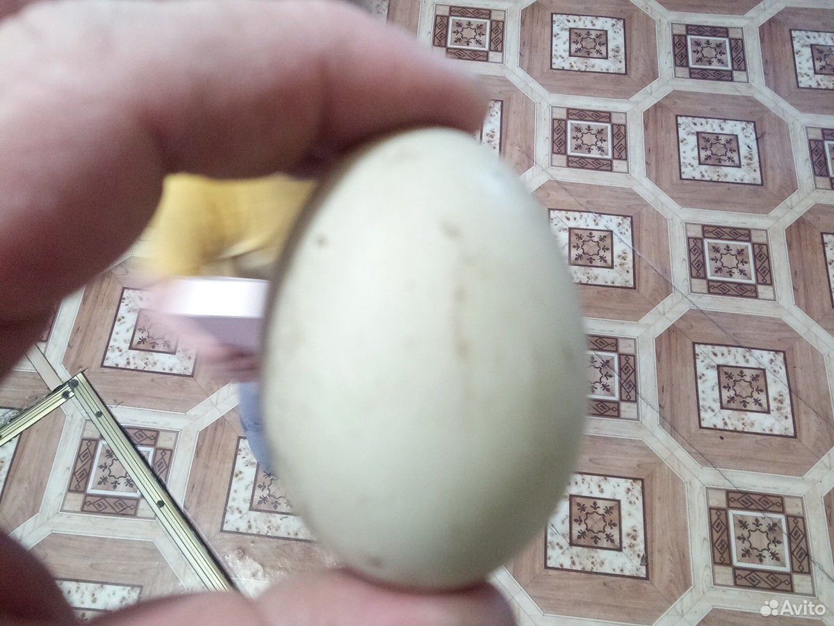 Яйца утиное (подсдная) купить на Зозу.ру - фотография № 2