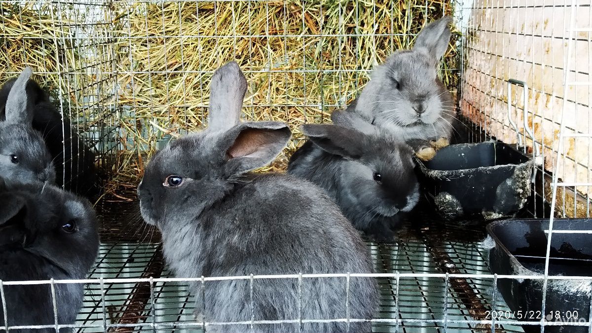 Крольчата Французский баран и Калифорния купить на Зозу.ру - фотография № 3