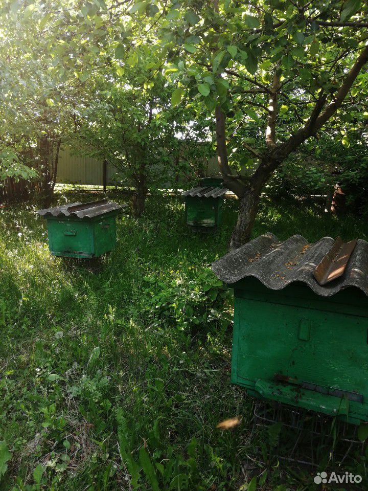 Пчелиный рой, пчелы, пчелиная семья, ульи с пчелам купить на Зозу.ру - фотография № 3