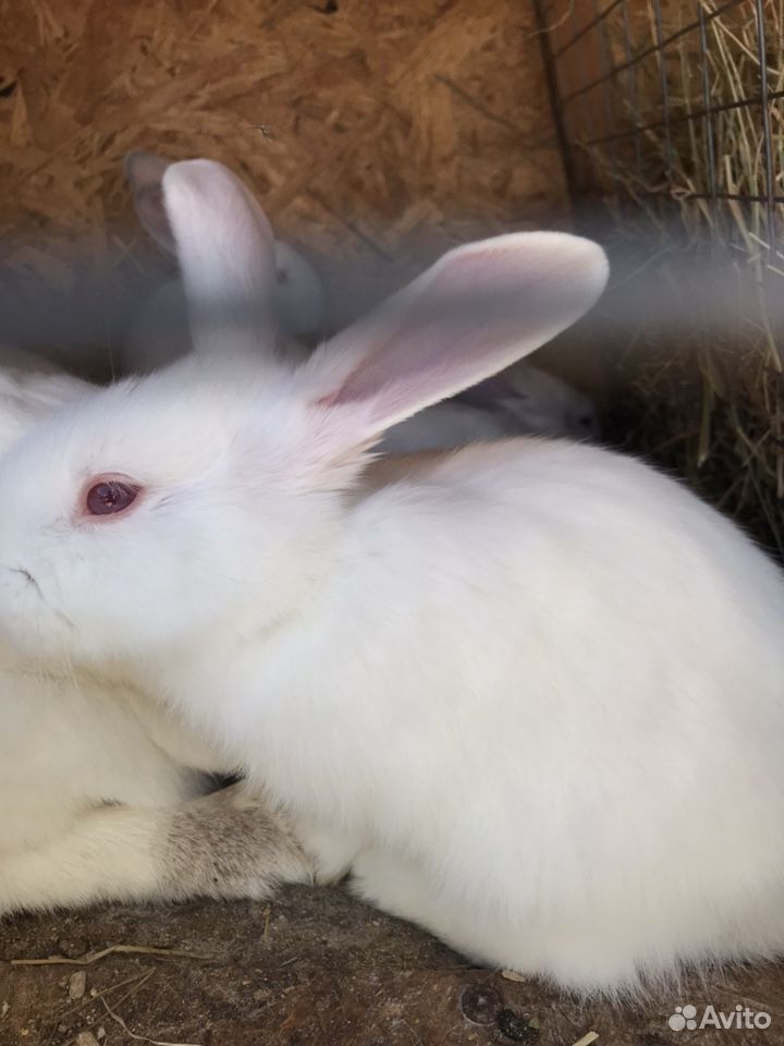 Кролики калифорнийцы купить на Зозу.ру - фотография № 5